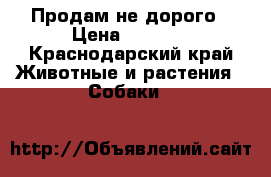 Продам не дорого › Цена ­ 5 000 - Краснодарский край Животные и растения » Собаки   